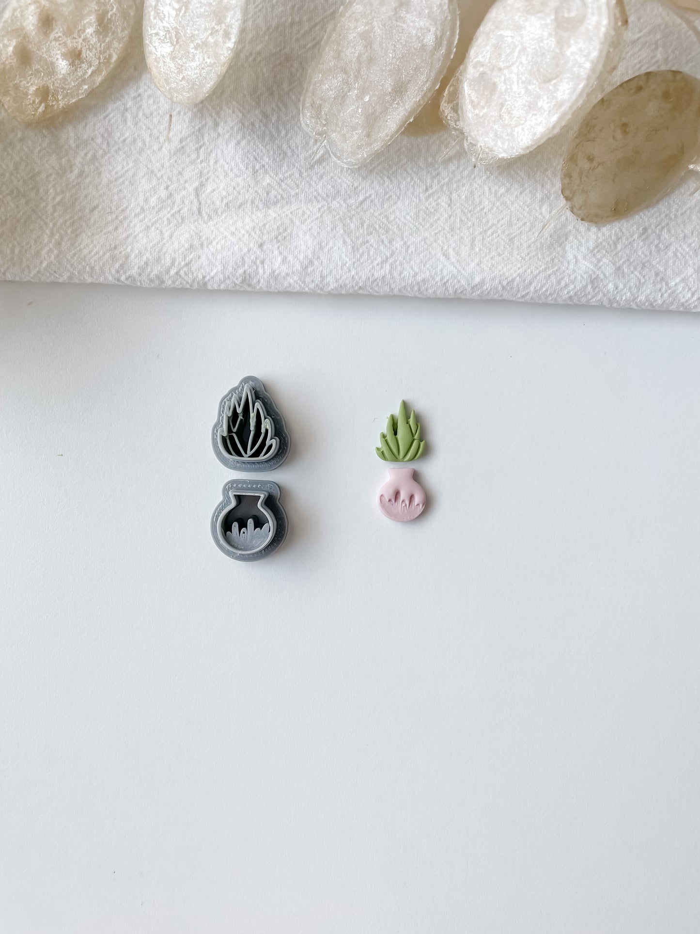 Mold succulent, m275